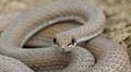 Zarooq indica nella lingua locale il serpente più rapido del deserto, il “Sand Racer Schokari”
