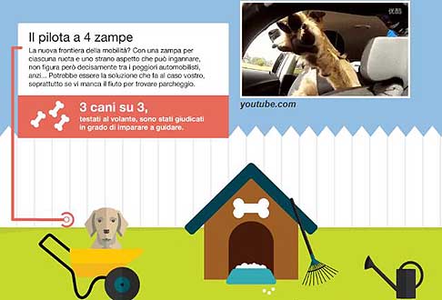 Guida pericolosa - Peggiori automobilisti - 6° Il pilota a quattro zampe width=