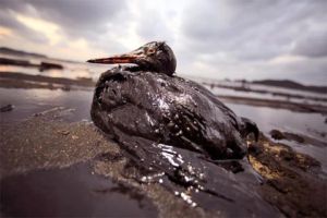 BP, anche l´ultimo tentativo ha fallito BP, anche l´ultimo tentativo ha fallito