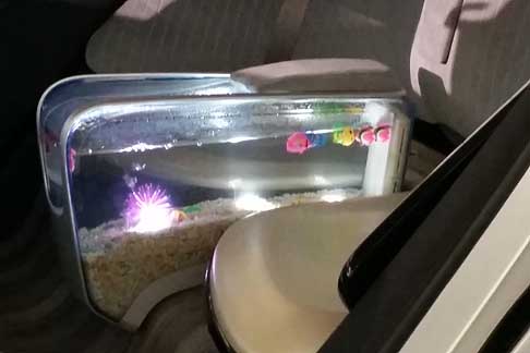 GAC - GAC WitStar Concept con aquario, fotunatamente GAC ha deciso di utilizzare pesci di plastica al posto di quelli veri perché l´ultima cosa che qualcuno vuole vedere è pesci rossi morti che galleggiano all´interno di una macchina width=